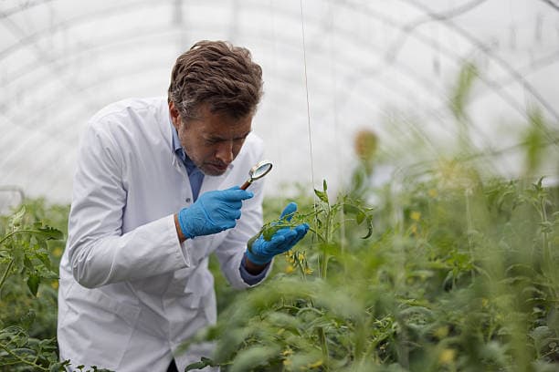 Actualización de la ONU sobre la seguridad alimentaria de los fertilizantes de junio de 2026: los riesgos de suministro son moderados