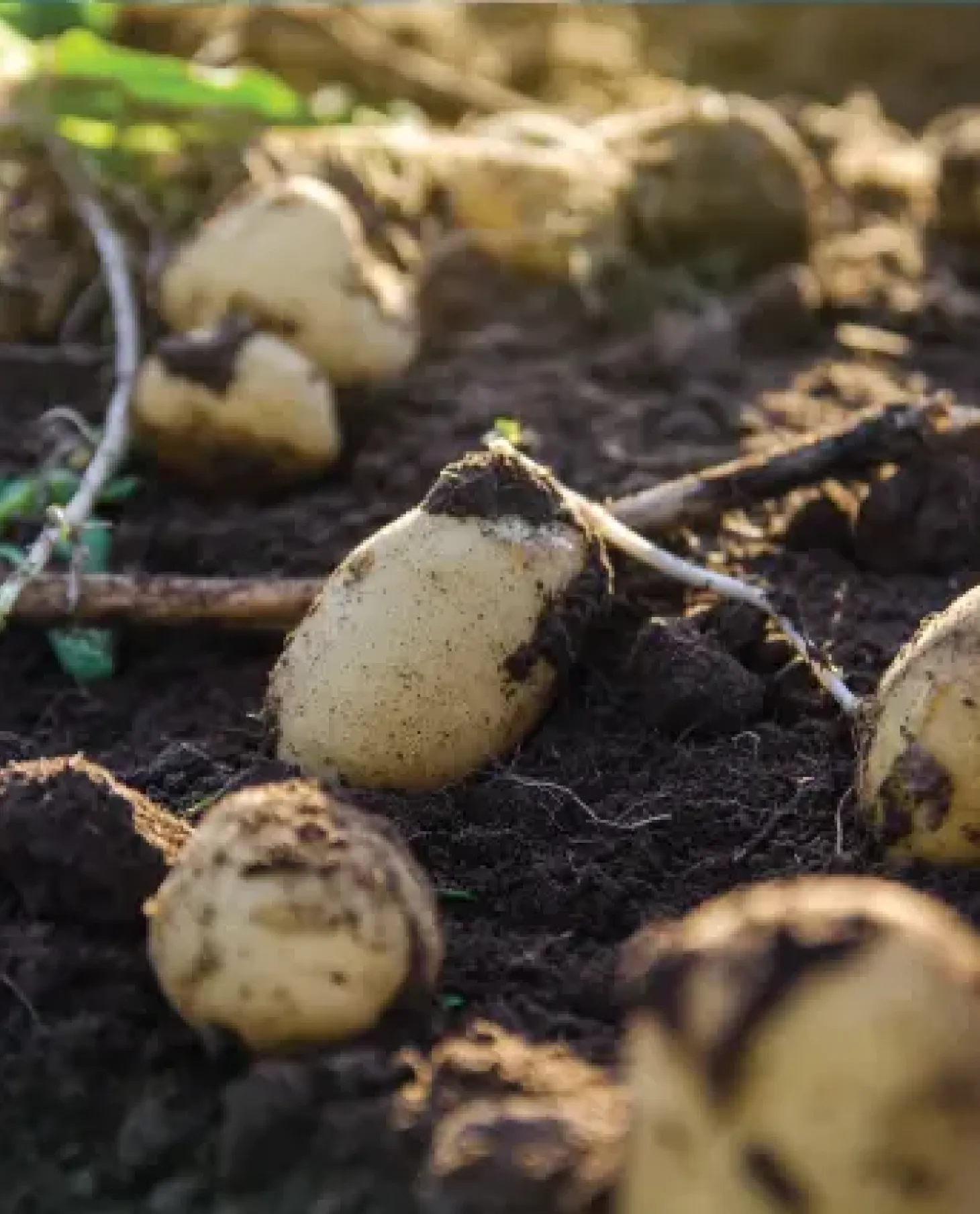 Agricultura