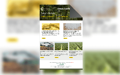 Stearic Acid Market Update - 6 August 2025